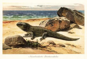 Tuatara vulnérable, Sphenodon punctatus, sur le rivage - Heinrich Harder