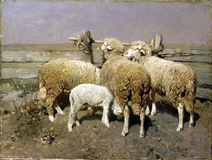 Moutons dans un enclos
