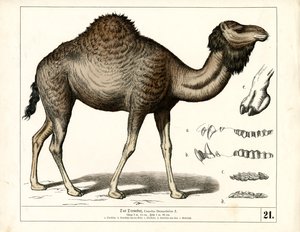  - Heinrich Leutemann