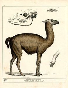  - Heinrich Leutemann