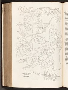 Courgette, illustration de De historia stirpium commentarii insignes par Leonhart Fuchs, 1542 - Heinrich and Meyer, Albert Fullmaurer