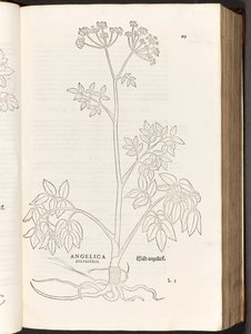 Angélique sauvage, illustration de De historia stirpium commentarii insignes par Leonhart Fuchs, 1542 - Heinrich and Meyer, Albert Fullmaurer