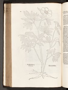 Pivoine, illustration de De historia stirpium commentarii insignes par Leonhart Fuchs, 1542 - Heinrich and Meyer, Albert Fullmaurer