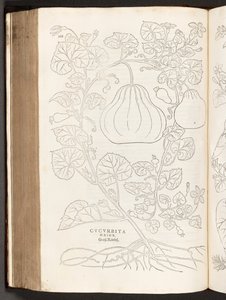 Gourde, illustration de De historia stirpium commentarii insignes par Leonhart Fuchs, 1542 - Heinrich and Meyer, Albert Fullmaurer