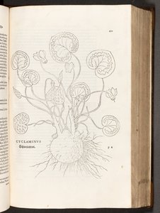 Cyclamen, illustration de De historia stirpium commentarii insignes par Leonhart Fuchs, 1542 - Heinrich and Meyer, Albert Fullmaurer