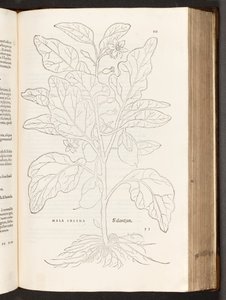 Aubergine, illustration de De historia stirpium commentarii insignes par Leonhart Fuchs, 1542 - Heinrich and Meyer, Albert Fullmaurer