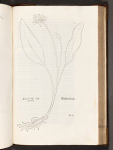 Allium, illustration de De historia stirpium commentarii insignes par Leonhart Fuchs, 1542