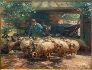 Sortie du troupeau de moutons