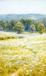 Marguerites, près de Westerham, Kent
