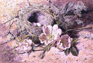 Fleur et nid d