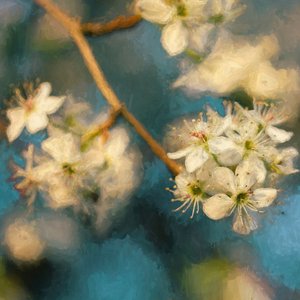 Fleur de Pommier, 2019