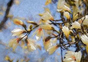 Magnolia sous le ciel bleu, 2019 - Helen White