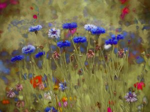 Bleuet, 2020 - Helen White