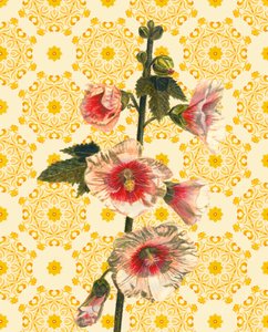 Rose trémière au soleil, 2021 - Helen White