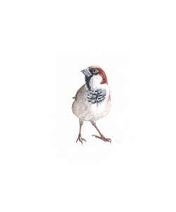 Moineau mâle III, 2022 - Helen White
