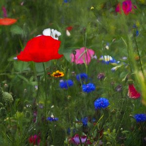 Boîte de couleurs de la nature, 2019