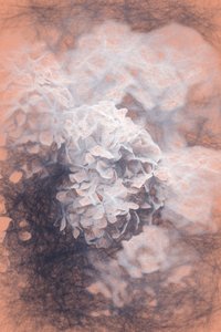 Hortensias pastel, 2018