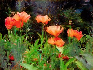 Coquelicots pêche, 2020
