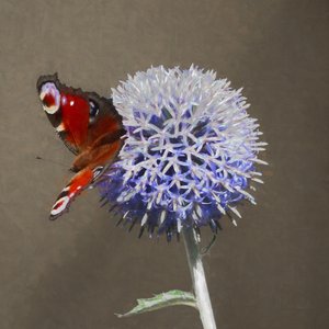 Paon sur chardon bleu, 2018 - Helen White