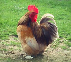 Coq fier - Helen White