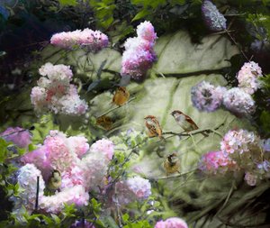 Moineaux de printemps