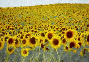 Champ de tournesols, 2019 - Helen White