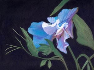 Pois de senteur, 2020 - Helen White