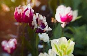 Patch de Tulipes, 2019