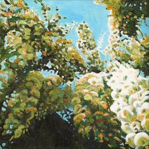 Glycine Blanche - Helen White