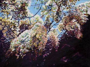 Glycine blanche - Helen White