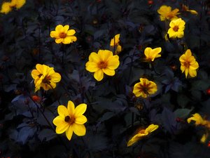 Velours jaune, 2019 - Helen White