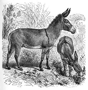 Âne sauvage africain