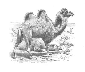 Chameau de Bactriane, vers 1900