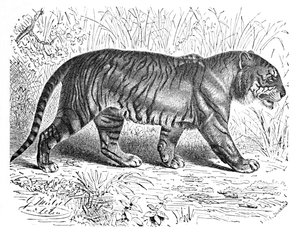 Tigre du Bengale, vers 1900 - Helena J. Maguire