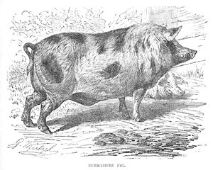 Cochon du Berkshire, vers 1900