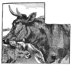 Vache et veau, vers 1900