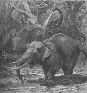 Éléphants indiens se baignant, vers 1900 - Helena J. Maguire