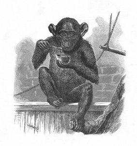 Le Chimpanzé Sally, vers 1900 - Helena J. Maguire