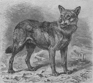 Le Loup, vers 1900