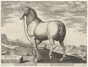Cheval de Corse - Hendrick Goltzius (possibly)