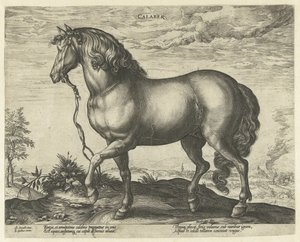 Cheval de Calabre - Hendrick Goltzius