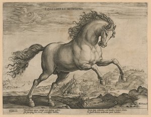 Cheval sauvage - Hendrick Goltzius