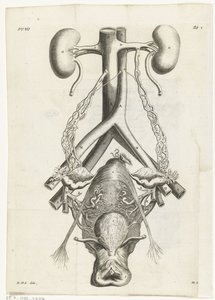 Illustration anatomique des organes génitaux féminins et des reins Illustration de livre pour : Reinier de Graaf, Alle de wercken, Amsterdam, 1686 - Hendrik Bary