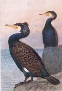 Cormoran, Cartes Postales, Années 1930