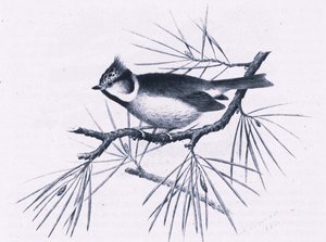 Mésanges huppées écossaises, Nature en Grande-Bretagne publiée par Collins, 1946