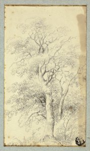 Arbre