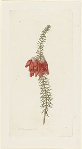 Fleurs (Erica Mammosa) - Hendrik Schwegman