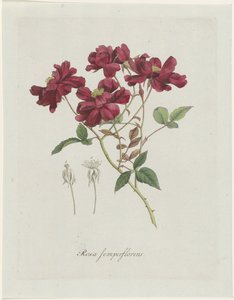 Rose de Chine (Rosa chinensis Jacq.) - Hendrik Schwegman
