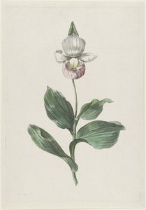 Orchidée Sabot de Vénus (Cypripedium reginae Walter)