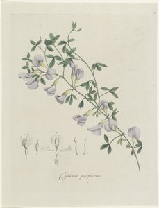 Genêt pourpre - Hendrik Schwegman